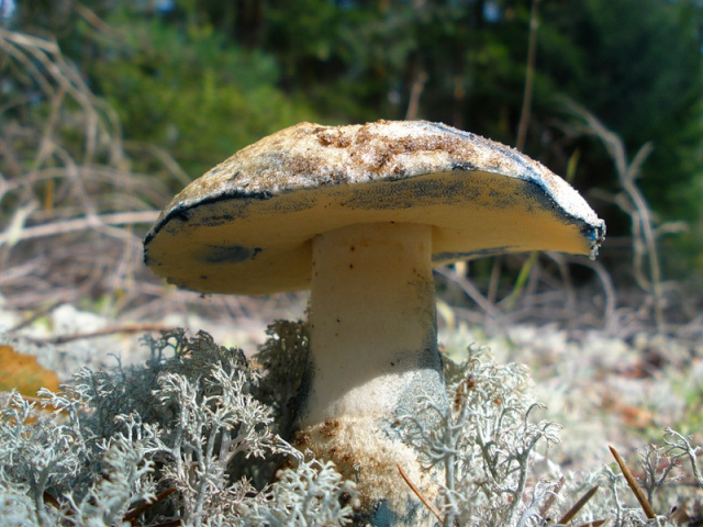 Мицелий Гиропоруса синеющего / Синяк (Gyroporus cyanescens)